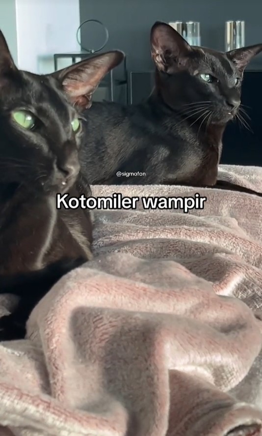 kotomiller